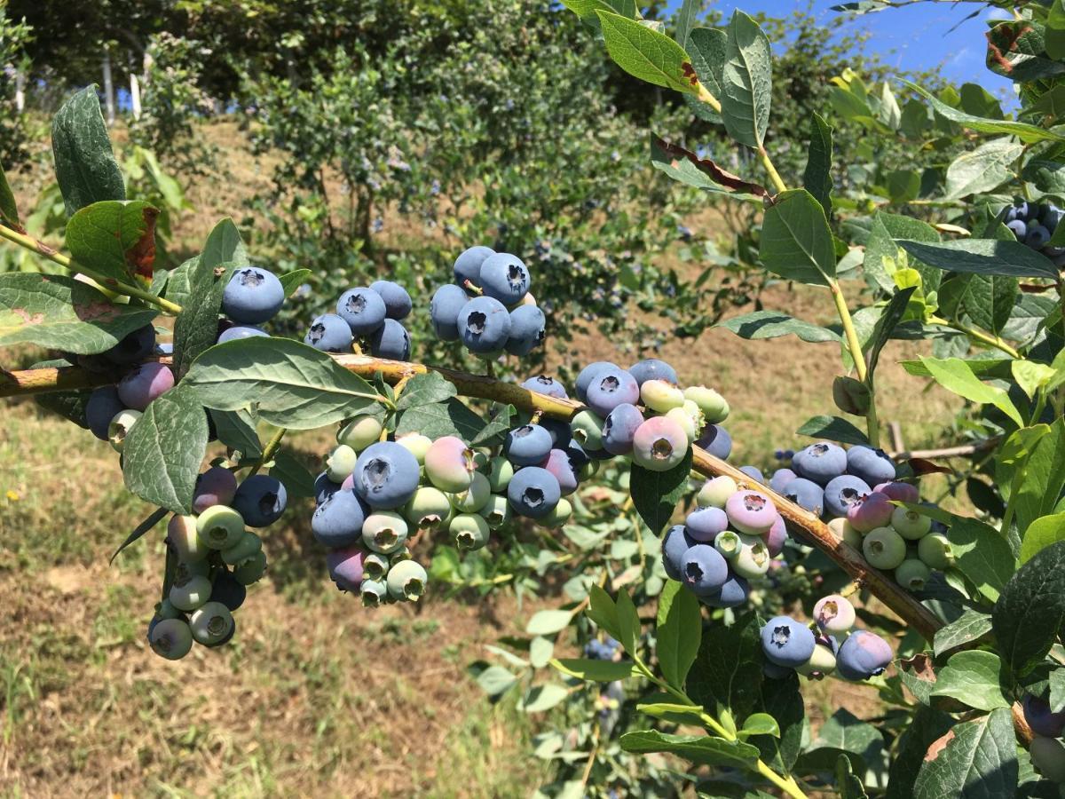 Bed and Breakfast Agrialpi by Salfrutta Bricherasio Esterno foto