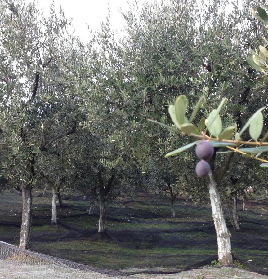 Bed and Breakfast Agrialpi by Salfrutta Bricherasio Esterno foto