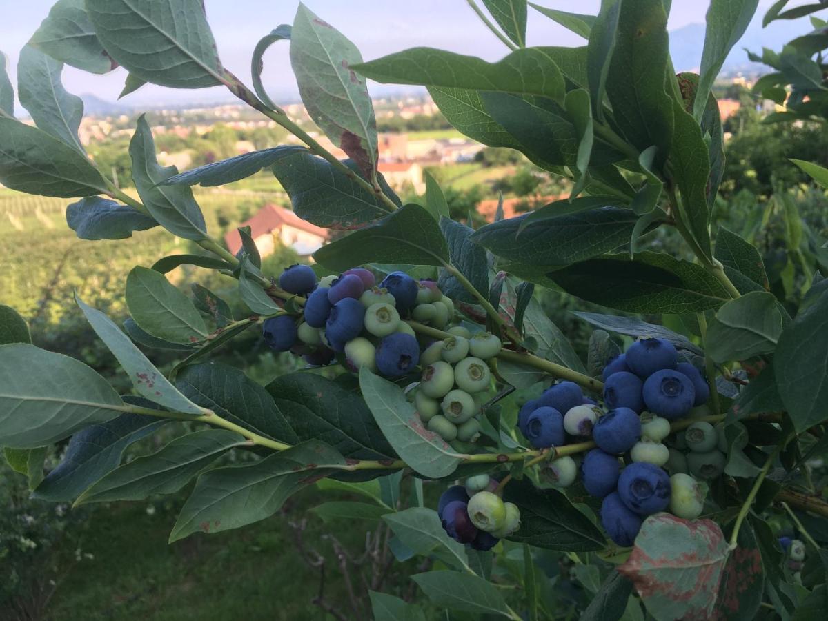 Bed and Breakfast Agrialpi by Salfrutta Bricherasio Esterno foto