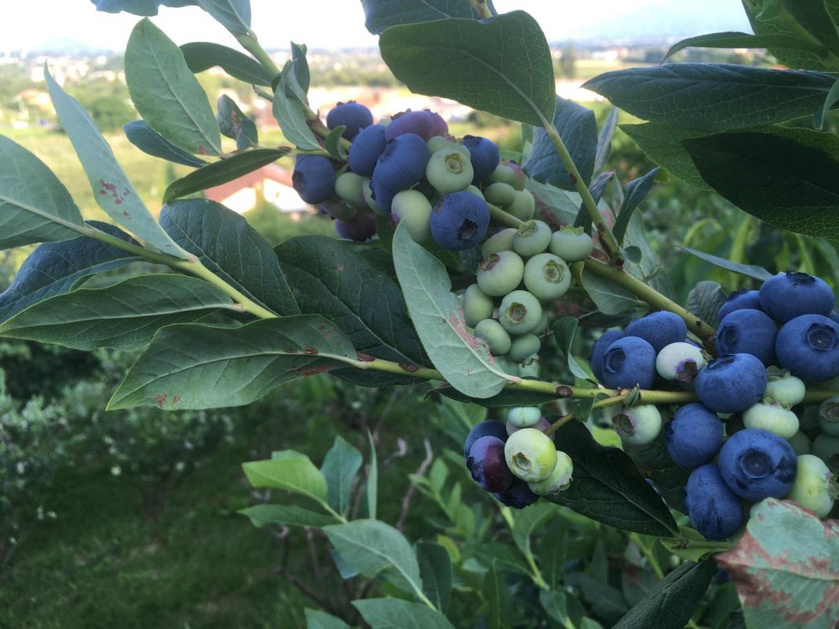 Bed and Breakfast Agrialpi by Salfrutta Bricherasio Esterno foto